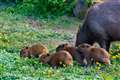 Exmoor Zoo celebrates birth of four capybaras