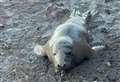 Warning after baby seal spotted at beach