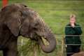 Zoo keepers ‘distraught’ as elephant dies after incident with another elephant