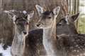 Gamekeepers hit out at ‘out-of-season deer culls’ on Skye