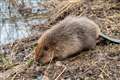 Beaver family moved to Loch Lomond in biodiversity drive