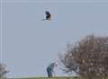 Rare red kites spotted