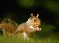 Man charged as police investigate dead squirrel scam