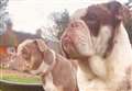 Bulldogs stolen from their home