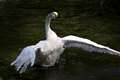 Popular swan Pickles, believed to be the oldest in the UK, dies aged 30