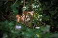 First glimpse of cute lynx kittens born at British zoo