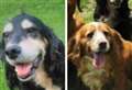 Beloved spaniels stolen in early morning break-in