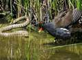 Snake sent packing by miffed moorhen 