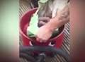 WATCH: Venomous snake stuck in washing machine 