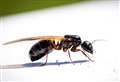 ‘Flying ant day’ warning as millions of insects set to fill the skies