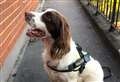 Arrest after dog sniffs out bag of drugs