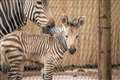 ‘Vulnerable’ zebra foal born at Paignton Zoo