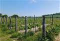 ‘Our vineyard covers 500 acres - but we need somewhere to make wine’