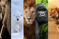 New ‘Big Five’ animals of wildlife photography revealed after global vote