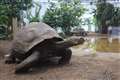 Giant tortoises enjoy housewarming party as new enclosure opens to public