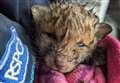 Fox cub found tangled in football net