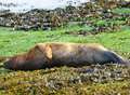 Dramatic rescue as seal stranded in harbour