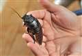 Cockroach prank plagues school