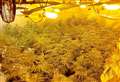 More than 500 cannabis plants found on business estate