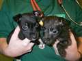 Puppies found dumped