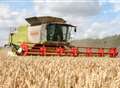 Record harvest 'ruined by weather'