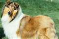 Rough collie latest breed on brink of being declared at risk as numbers decline