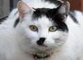 Heil Kitler! Cat looks like Nazi dictator