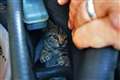 Navy helicopter engineer dismantles car to rescue stray kitten trapped inside