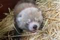 Birth of twin red panda cubs at Whipsnade Zoo offers hope for endangered species