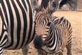 We’ll Meet Again: Zebra born at Gloucestershire zoo named after Dame Vera Lynn