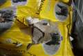 Men try to smuggle £1.5m cash - in chicken feed