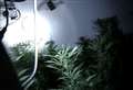 Hundreds of cannabis plants found in empty house