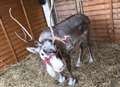 Christmas reindeer event slammed as 'cruel'