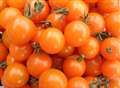 Cash injection for tomato grower