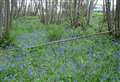 Bluebell Wood taken into public ownership