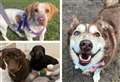 20 dogs in Kent desperate for a forever home