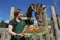 Monkey thieves and giraffe picnics recalled on safari park’s 50th birthday