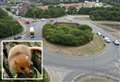 Dormouse discovery halts £5.8m roundabout revamp