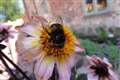 Big bumblebees ‘learn spots of best flowers’