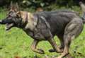 Two dogs help police catch two teens