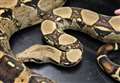 Watch moment 6ft huge boa constrictor is recovered