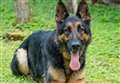 Police dog sniffs out suspect hiding in garden