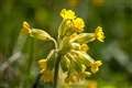 Cowslip survey launched to take health check of UK’s wildflower meadows