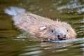 Beavers build their first dam in Exmoor in more than 400 years