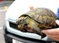 Tortoise found on the M26