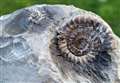 A day with Kent's fossil hunters