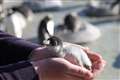 Penguin chicks hatch at city zoo