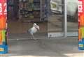 Seagull steals crisps from petrol station