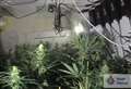 Cannabis farm unearthed 