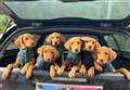 Rescued Labrador pups set for careers with prison service